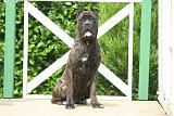 CANE CORSO 1452